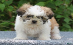 Shih Tzu dogs for sale: Alex - Image 1
