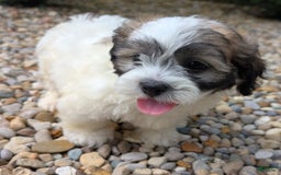 Teddy Bear dogs for sale: Marshmallow - Image 8