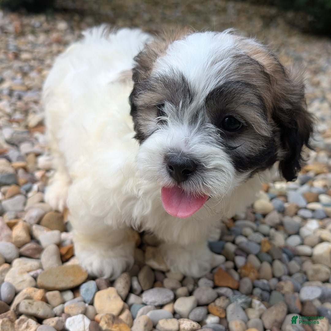 Teddy Bear dogs for sale: Marshmallow - Image 8