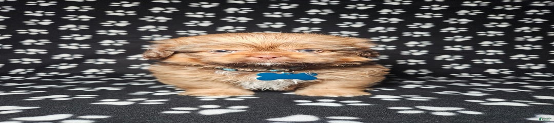 Dexter