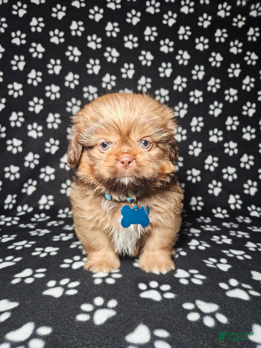 Shih Tzu dogs for sale: Dexter - Image 17