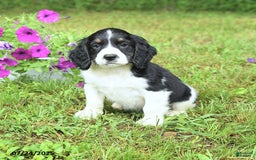 English Springer Spaniel dogs for sale: Petey - Image 2