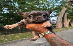 French Bulldog dogs for sale: Lucky - Image 3