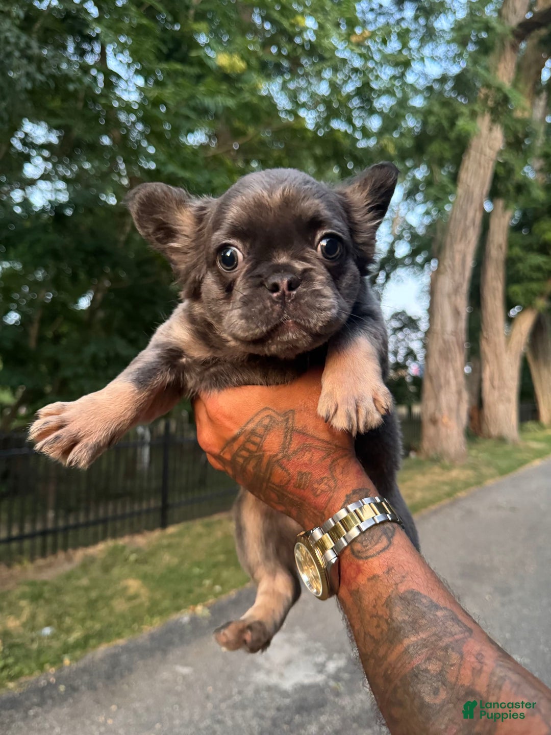 French Bulldog dogs for sale: Lucky - Image 3