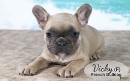 French Bulldog dogs for sale: Vicky - Image 2