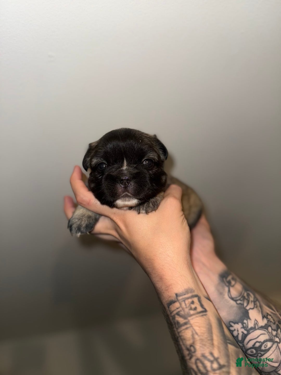 French Bulldog dogs for sale: Tara - Image 1