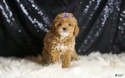 Toy Poodle dogs for sale: Naveen - Image 5