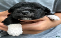 Miniature Schnauzer dogs for sale: Junie - Image 1