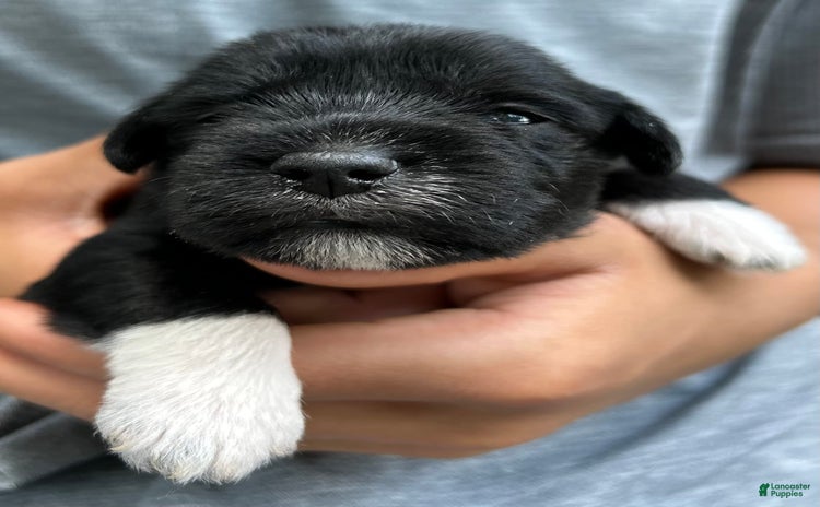 Miniature Schnauzer dogs for sale - Ad 1