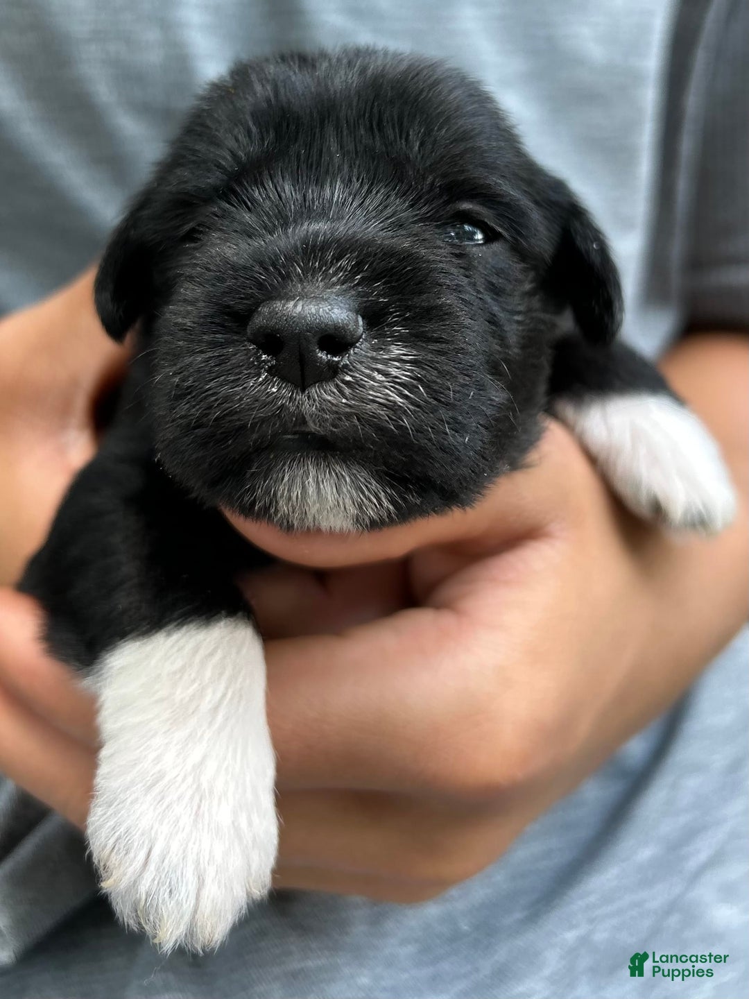 Miniature Schnauzer dogs for sale: Junie - Image 1