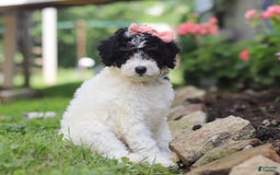 Mini Aussiedoodle dogs for sale: Sparkles - Image 1