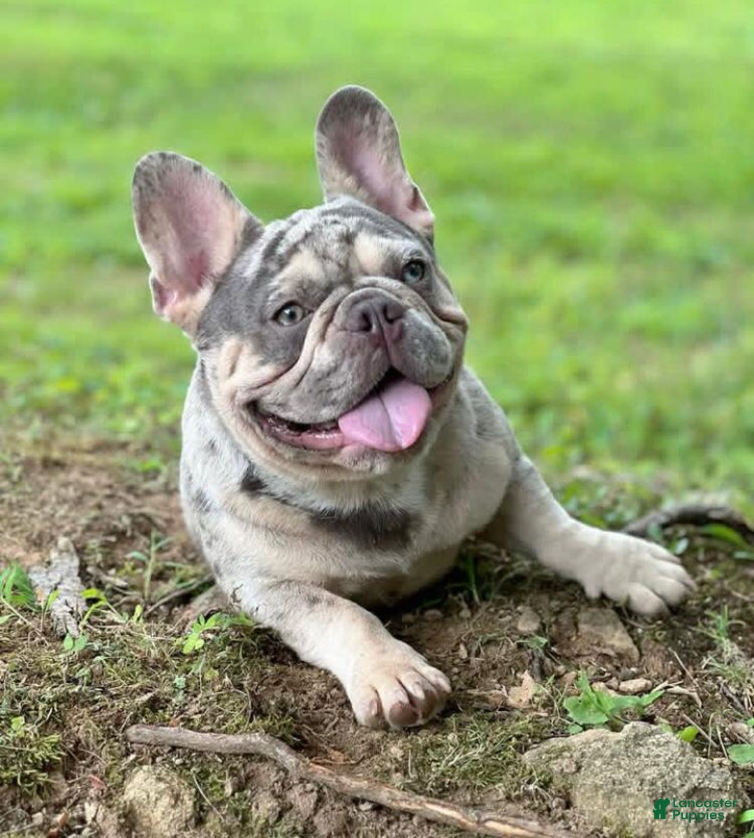 French Bulldog dogs for sale: Anni - Image 12