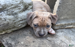 American Pit Bull Terrier dogs for sale: Russ - Image 25