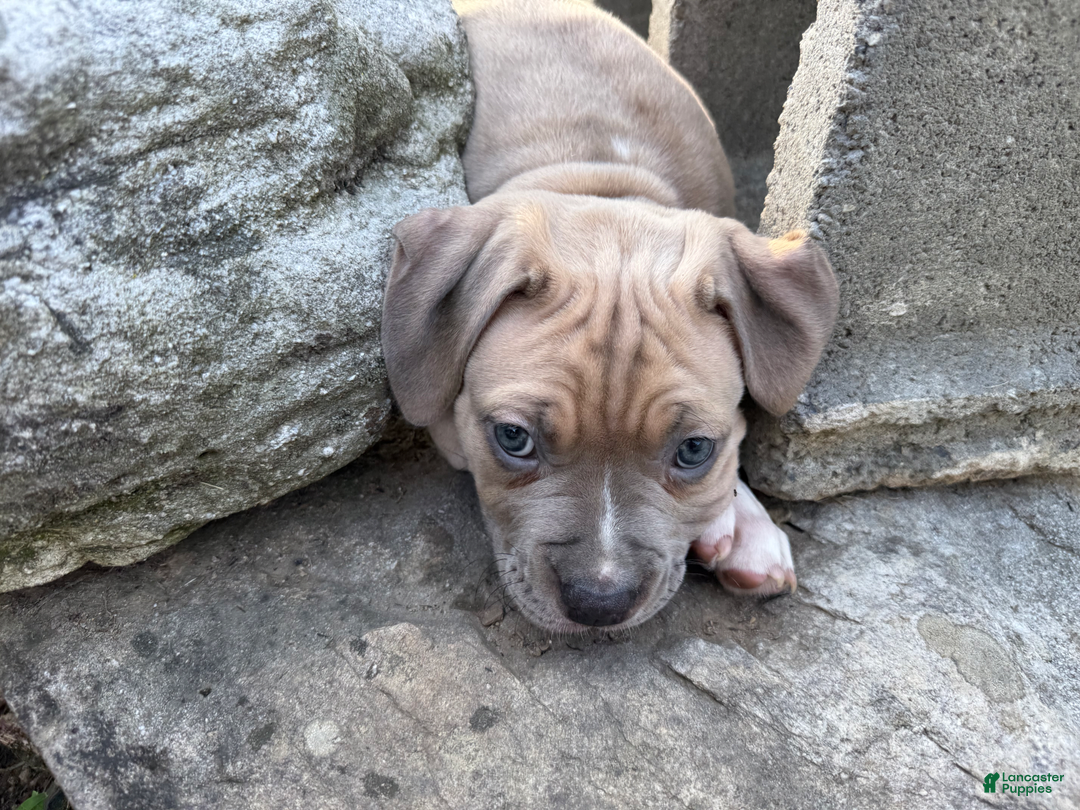 American Pit Bull Terrier dogs for sale: Russ - Image 25