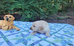 Golden Retriever dogs for sale: JOEY - Image 5