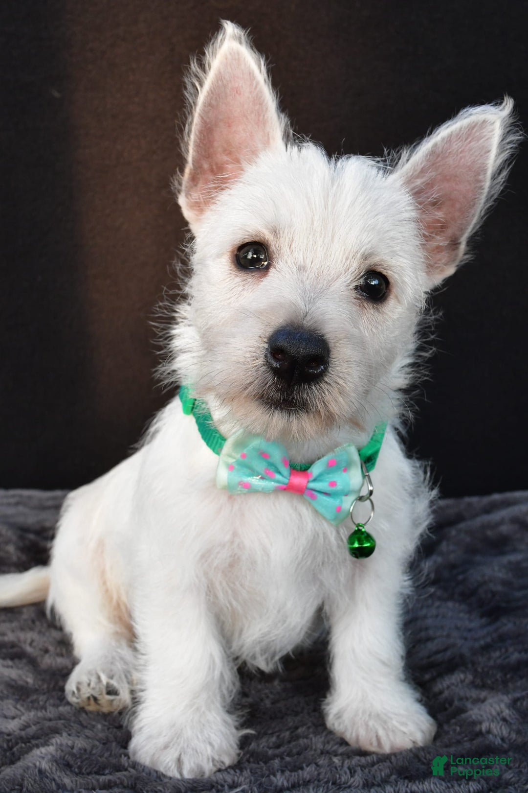 West Highland Terrier dogs for sale: Omar - Image 9