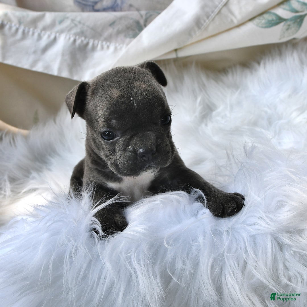 Frenchton dogs for sale: Twinkleberry - Image 3
