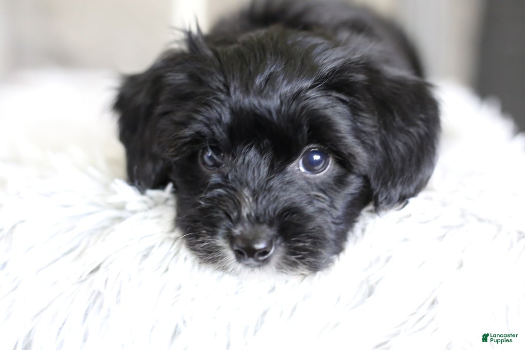 Yorkiepoo dogs for sale: Arrow - Image 14