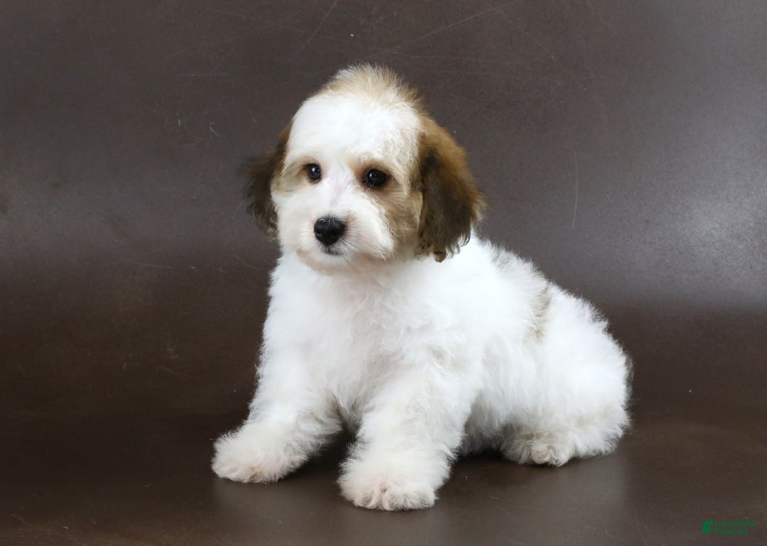 Yorkiepoo dogs for sale: Leo - Image 2