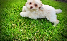 Havapoo dogs for sale: Vanilla - Image 9