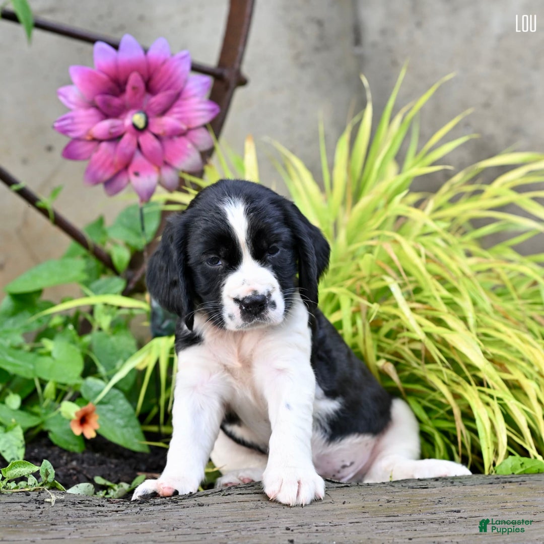 English Springer Spaniel dogs for sale: Lou - Image 1