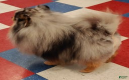 Pomeranian dogs for sale: Astro - Image 11