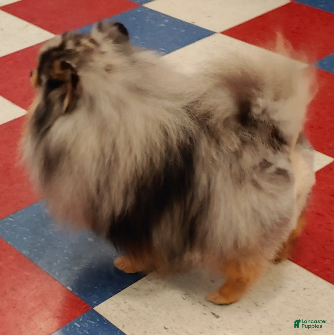 Pomeranian dogs for sale: Astro - Image 11