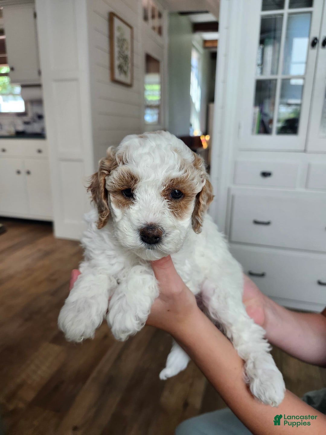 Cockapoo dogs for sale: Remi - Image 6