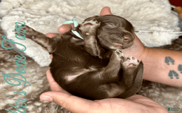 Miniature Dachshund dogs for sale: Barney - Image 2