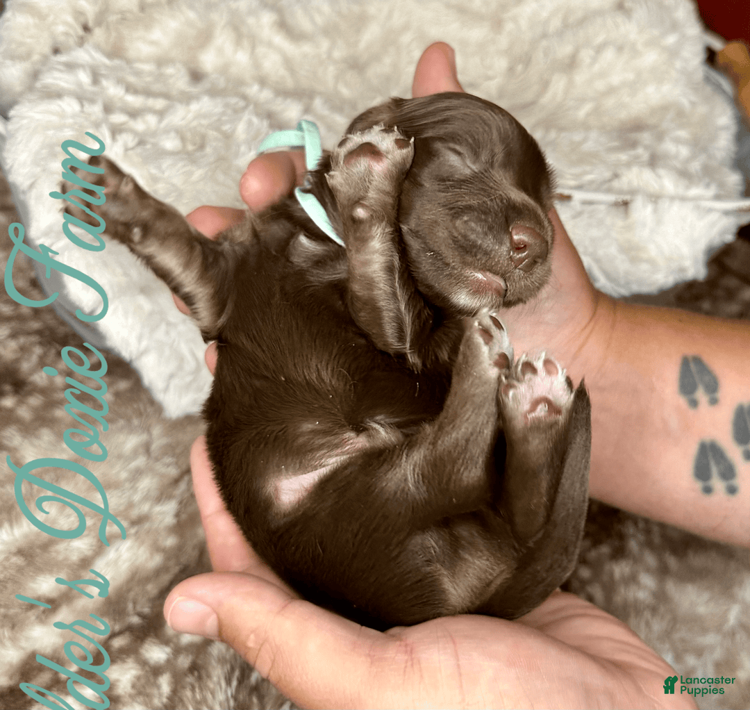 Miniature Dachshund dogs for sale: Barney - Image 2