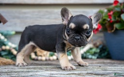 French Bulldog dogs for sale: Bella - Image 5