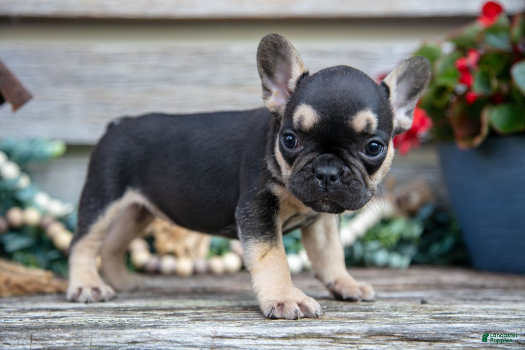 French Bulldog dogs for sale: Bella - Image 5
