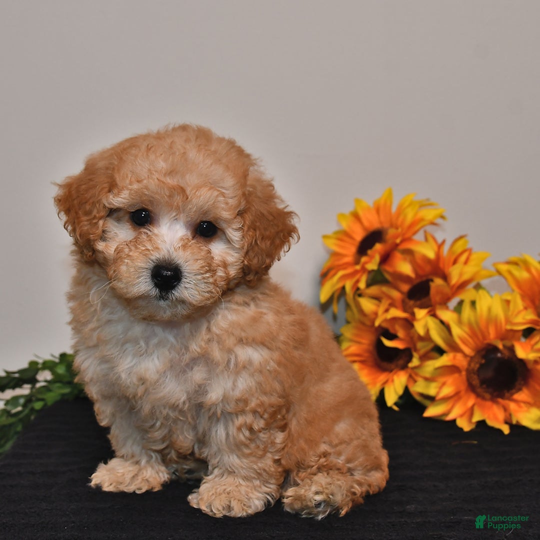 Miniature Poodle dogs for sale: Calvin - Image 5
