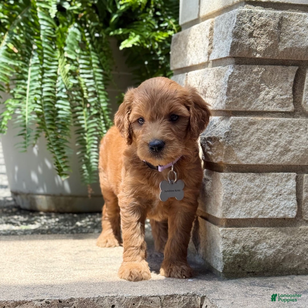Goldendoodle dogs for sale: Lucy - Image 4