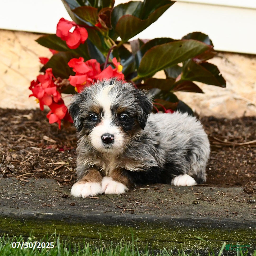 Mini Bernedoodle dogs for sale: Cheddar - Image 3