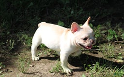 French Bulldog dogs for sale: Melanie - Image 4