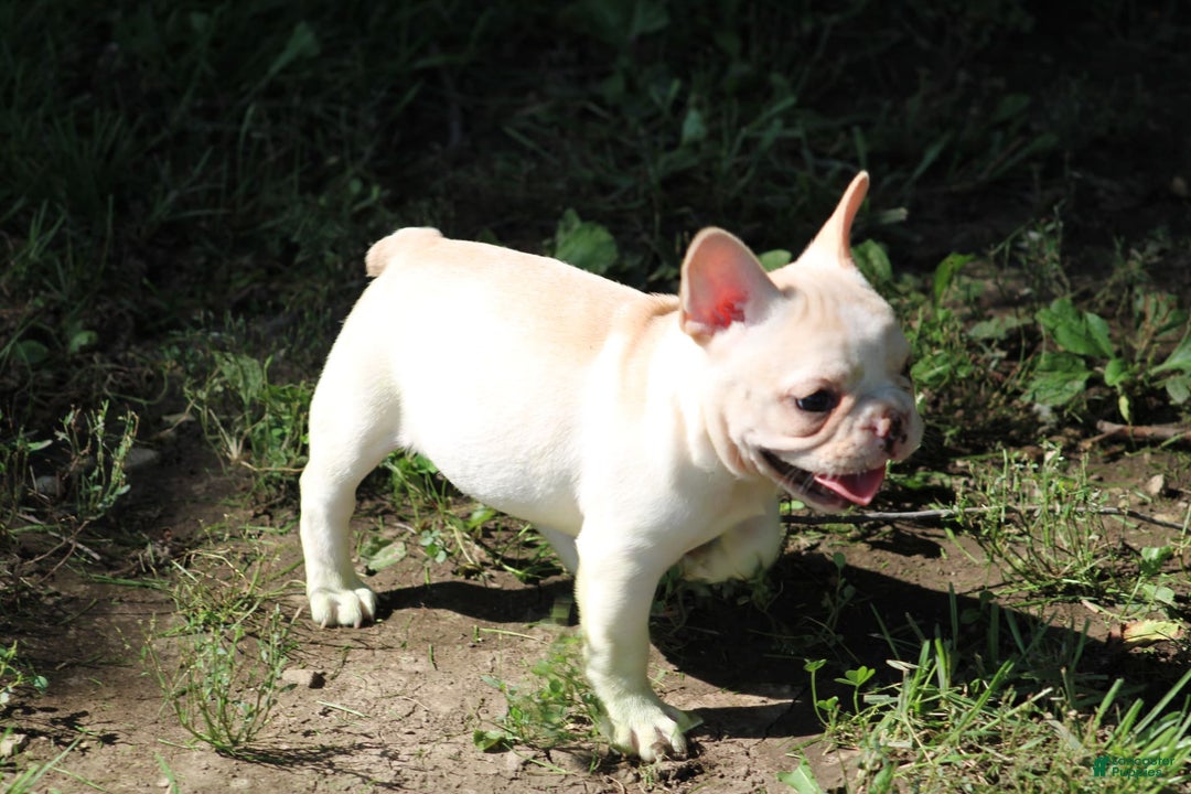 French Bulldog dogs for sale: Melanie - Image 4