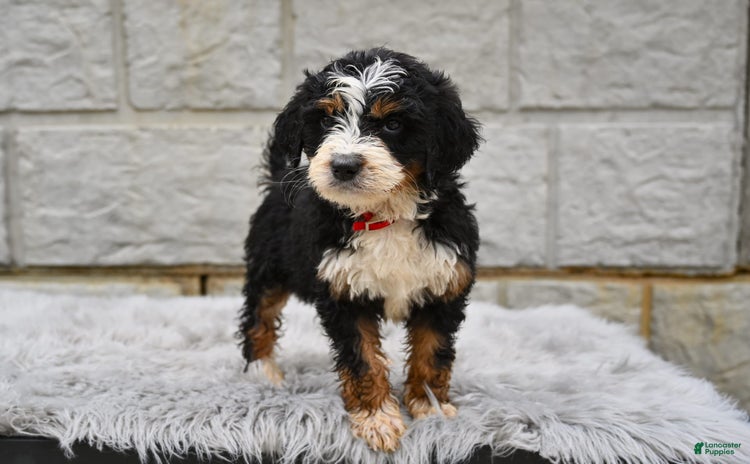 Bernedoodle dogs for sale - Ad 2