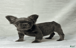 French Bulldog dogs for sale: Sky - Image 5