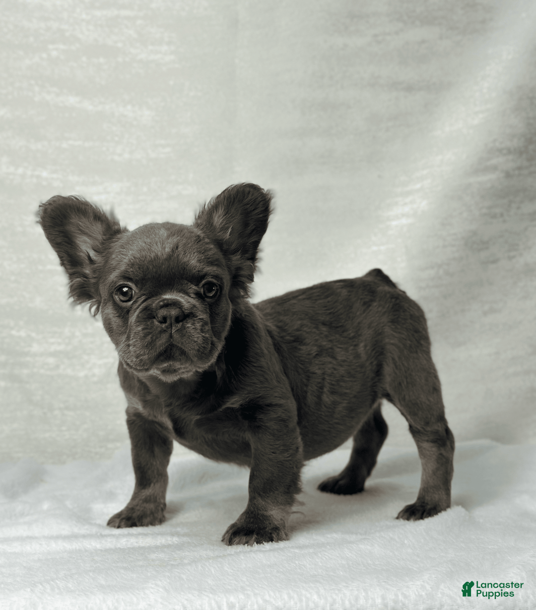 French Bulldog dogs for sale: Sky - Image 5