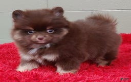 Pomeranian dogs for sale: Jimmy - Image 6