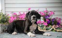 Boxer dogs for sale: Spike - Image 8