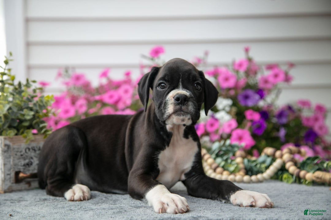 Boxer dogs for sale: Spike - Image 8