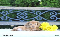 Miniature Dachshund dogs for sale: Finn - Image 4