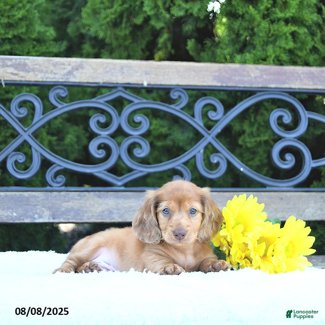 Miniature Dachshund dogs for sale: Finn - Image 4