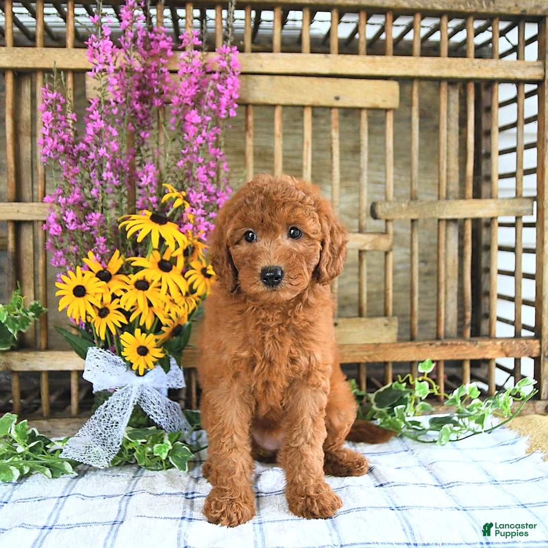 Mini Goldendoodle dogs for sale: Kennedy - Image 4