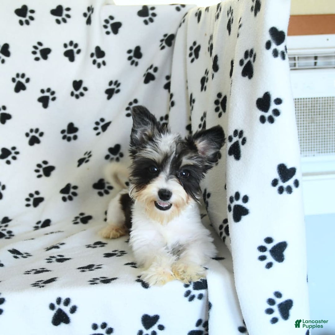 Morkie dogs for sale: Boots - Image 4
