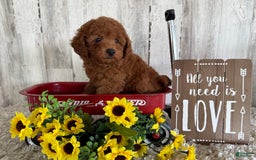 Toy Poodle dogs for sale: Gunner - Image 1