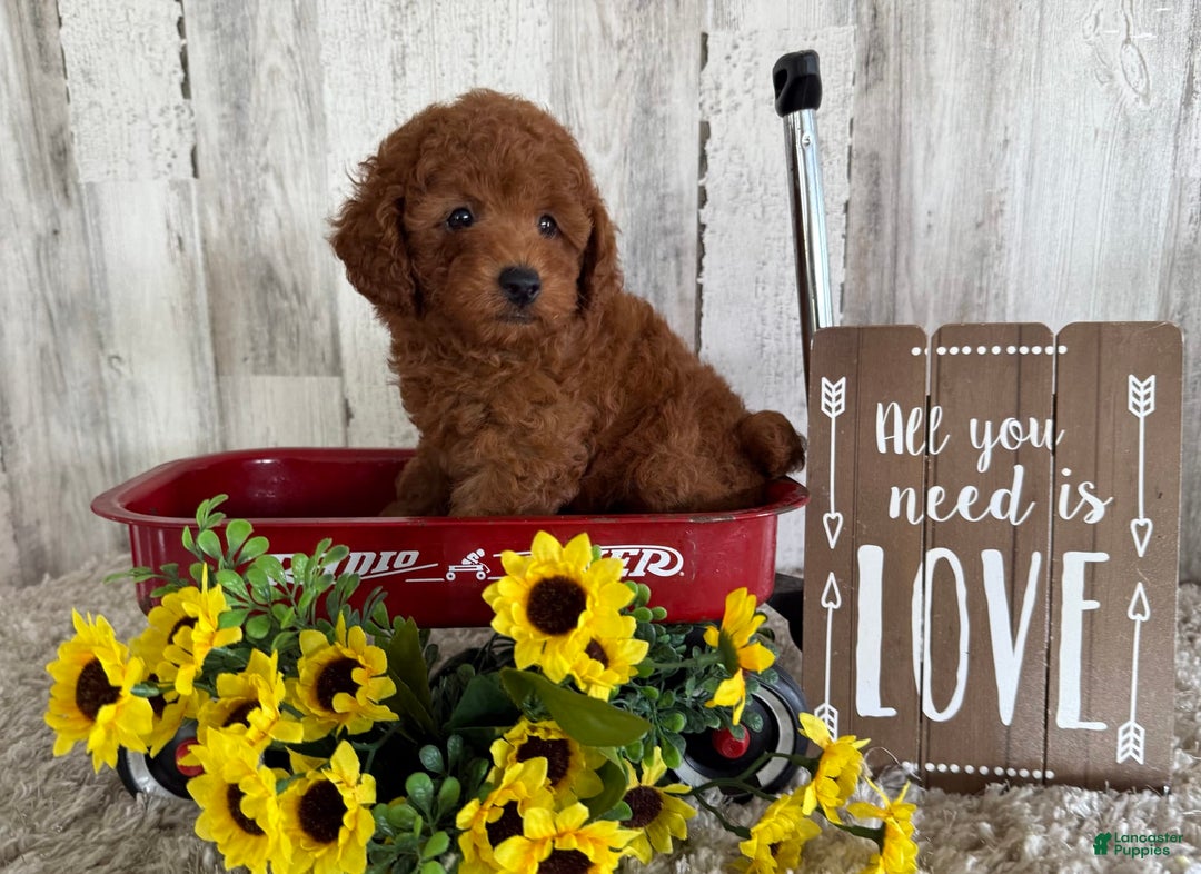 Toy Poodle dogs for sale: Gunner - Image 1