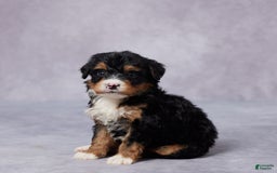 Mini Bernedoodle dogs for sale: Arnie - Image 2